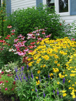 Cottage Plants Package 10 x 8" Pot