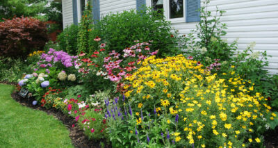 Cottage Plants Package 10 x 8" Pot