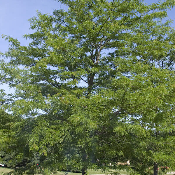 A Gleditsia 'Shademaster' 10" Pot tree with green leaves in the middle of a parking lot.