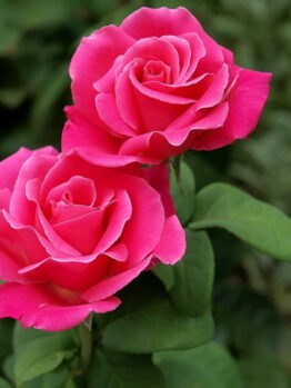 Two Rose 'Perfume Delight' roses are blooming in a garden.