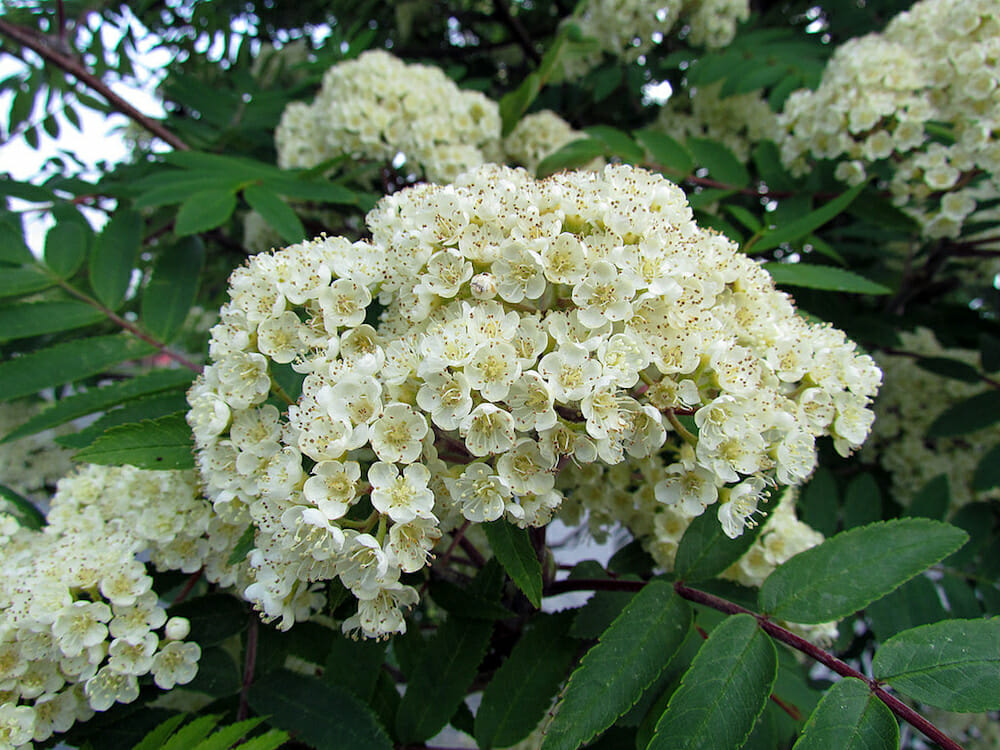 Flowering Ash