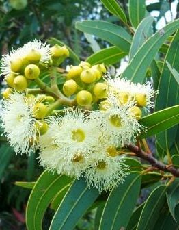 A Corymbia 'Yellow Bloodwood' Dwarf Gum 16" Pot tree with white flowers and green leaves.