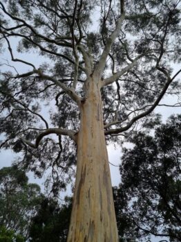Viewed from below, a towering Eucalyptus 'Manna Gum' with its smooth, pale trunk stands amidst a grove of eucalyptus trees against a cloudy sky.