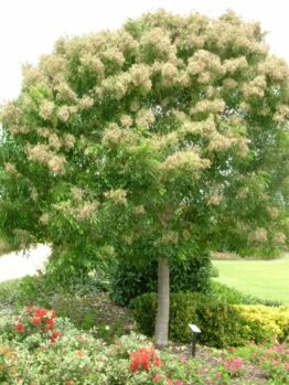 Evergreen Flowering Ash @ Hello Hello Plants