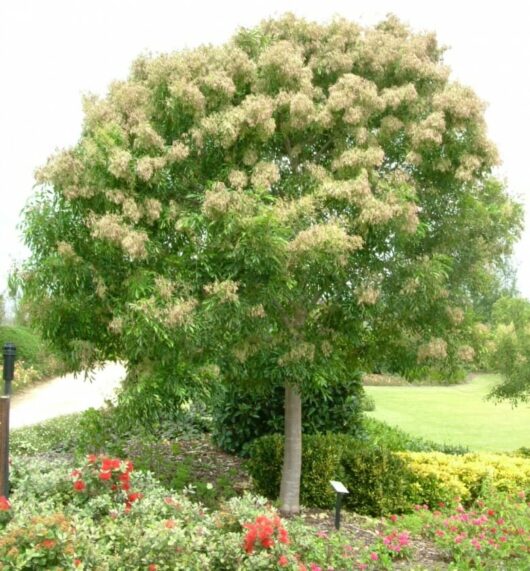 Evergreen Flowering Ash @ Hello Hello Plants
