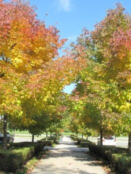 A sidewalk lined with Fraxinus 'Cimmaron Ash' Trees displays vibrant yellow and orange fall foliage, flanked by parked cars on both sides beneath a mostly clear sky.