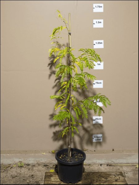 A Gleditsia 'Sunburst' 13" Pot against a wall with height markers measuring the plant from the ground up to 1.75 meters.