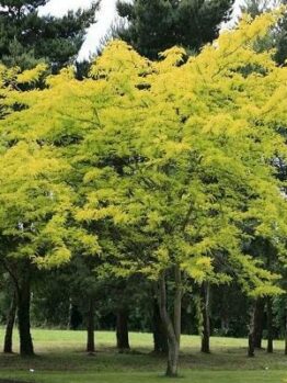 A Gleditsia 'Sunburst' 13" Pot tree with yellow leaves in a park.