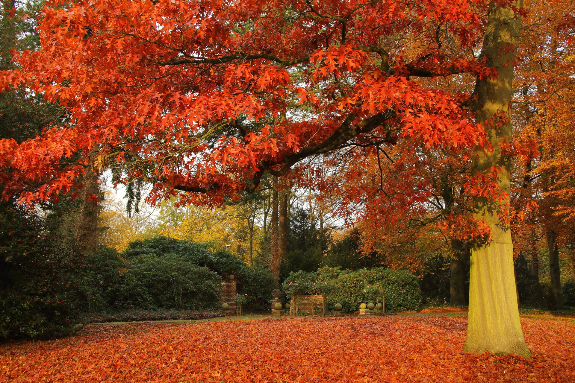Quercus 'Scarlet Oak' - Image 5