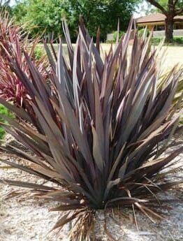 A gracefully standing Phormium 'Purple Haze' Flax in a 6" pot, with its spiky, burgundy-colored leaves, enhances a dry, landscaped area surrounded by grass and trees.