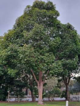 Hello Hello plants nursery melbourne victoria australia Lophostemon Confertus Queensland brush box tree evergreen