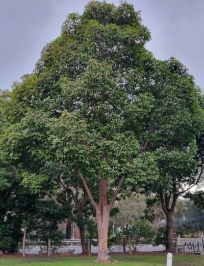 Hello Hello plants nursery melbourne victoria australia Lophostemon Confertus Queensland brush box tree evergreen