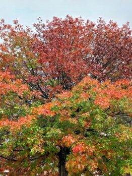 A Quercus 'Scarlet Oak' 16" Pot displays vibrant green, orange, and red leaves as it transitions from summer to autumn beneath a cloudy sky.