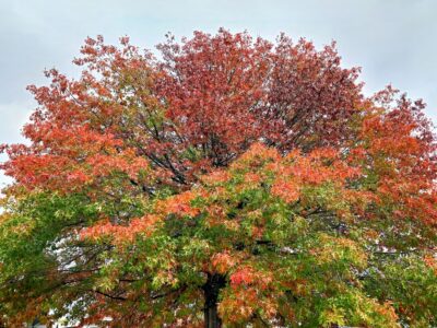 A Quercus 'Scarlet Oak' 16" Pot displays vibrant green, orange, and red leaves as it transitions from summer to autumn beneath a cloudy sky.