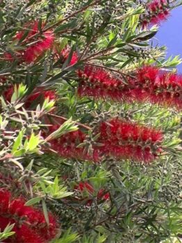 Callistemon 'Red Alert' Bottle Brush flowers on a tree in a field.