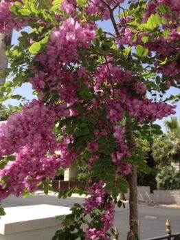 A Robinia 'Purple Robe' Locust Tree 12" Pot with pink flowers in the middle of a street.