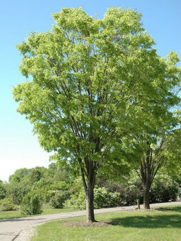Zelkova 'Green Vase' Japanese Elm
