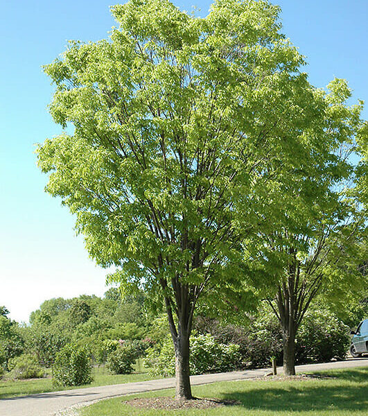 Zelkova 'Green Vase' Japanese Elm