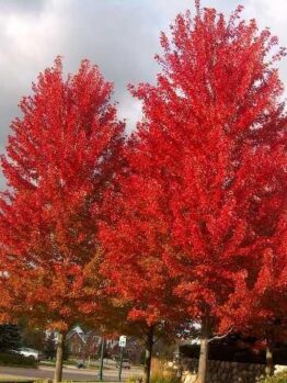 Acer 'Jeffers Red' Maple