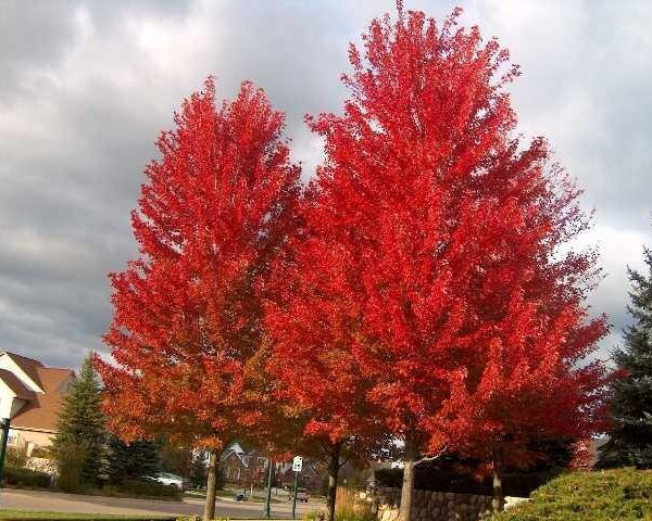 Acer 'Jeffers Red' Maple
