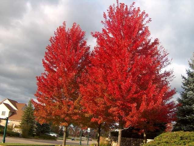 Acer 'Jeffers Red' Maple 8" Pot