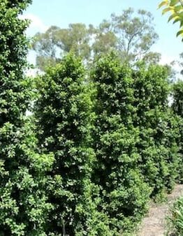 A row of Syzygium 'Pinnacle' Lilly Pilly 12" Pot trees in a garden.