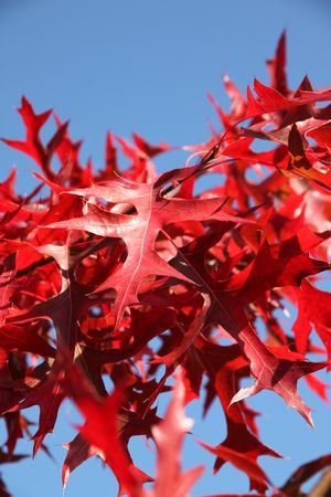 Quercus 'Scarlet Oak' - Image 2