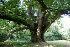 Quercus 'Turkey Oak' Tree 20" Pot - Image 3