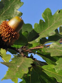 Close-up of acorns on a Quercus 'Turkey Oak' Tree branch with lush green leaves set against a clear blue sky.