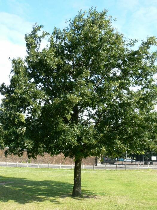 Quercus 'Turkey Oak' Tree 20" Pot - Image 4