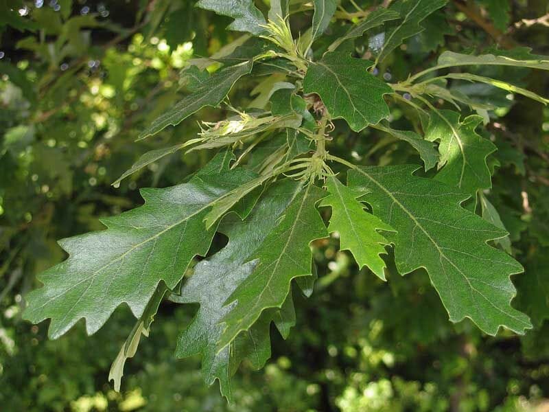 Quercus 'Turkey Oak' Tree 20" Pot - Image 2