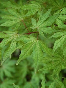 A close up of green leaves on an Acer 'Arakawa' Japanese Maple 13" Pot tree.