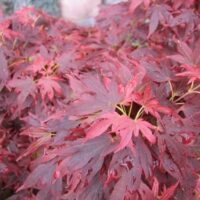 Acer 'Aratama' Japanese Maple