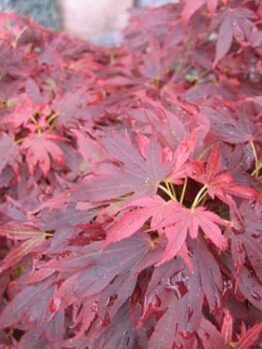Acer 'Aratama' Japanese Maple 10" Pot