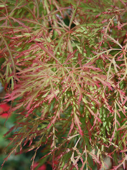 Acer 'Chantilly Lace' Japanese Maple 16" Pot