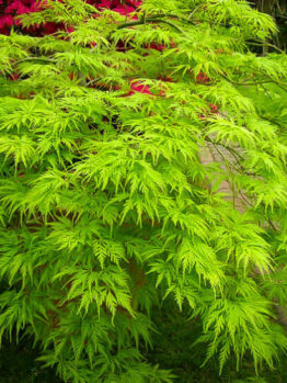 Acer 'Filigree Rouge' Japanese Maple 13" Pot is a stunning variety of Japanese maple tree (Acer) known for its delicate and intricate foliage. With its vibrant crimson hues in autumn, this Japanese maple (japanese