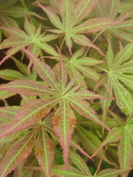 A close up of an Acer 'Matsukaze' Japanese Maple (Standard) 13" Pot leaf.