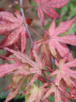A close up of a red Japanese maple leaf, also known as Acer 'Reticulatum' Japanese Maple 13" Pot.