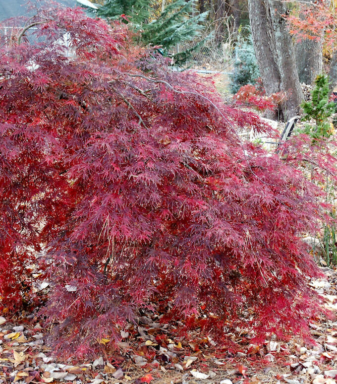 Acer 'Shojo Shidare' Japanese Maple 13" Pot - Image 2