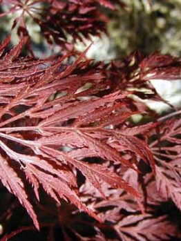 Acer 'Shojo Shidare' Japanese Maple 12" Pot