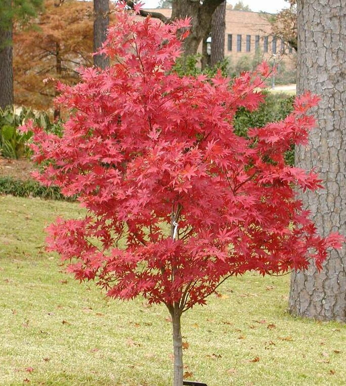 Acer 'Suminagashi' Japanese Maple 13" Pot - Image 2