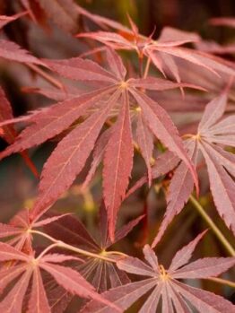 Acer 'Suminagashi' Japanese Maple 13" Pot