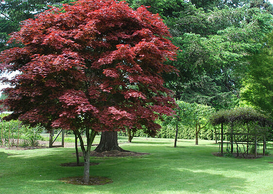 Acer 'Pixie' Japanese Maple - Image 2