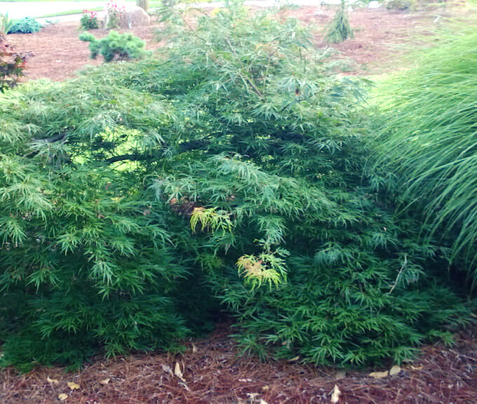 Acer 'Autumn Fire' Japanese Maple 20" Pot - Image 2