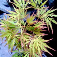 Acer 'Autumn Fire' Japanese Maple