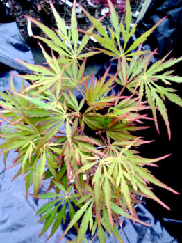 Acer 'Autumn Fire' Japanese Maple 13" Pot