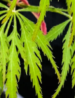 A close up of an Acer 'Green Globe' Japanese Maple 10" Pot leaf.