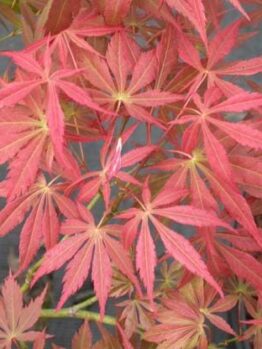 Acer 'Oshu Shidare' Japanese Maple 10" Pot, a type of Japanese Maple, displaying vibrant red leaves.