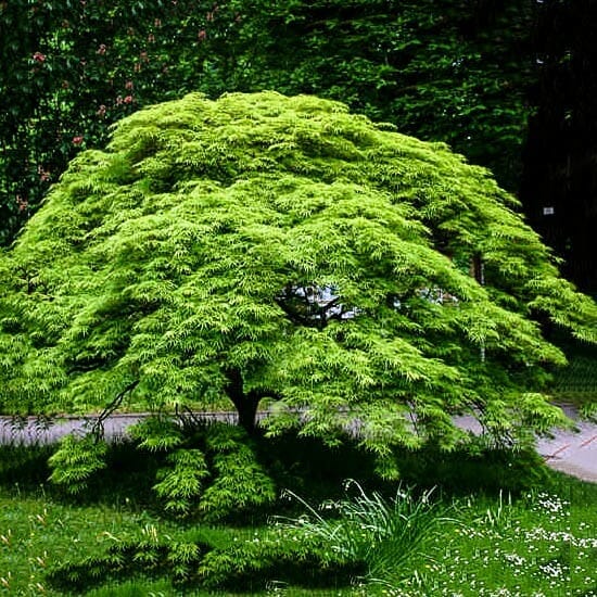 Acer palmatum 'Viridis' Japanese Maple - Image 2