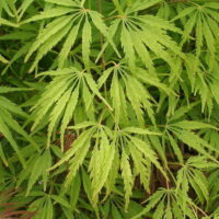 Acer 'Waterfall' Japanese Maple 12" Pot